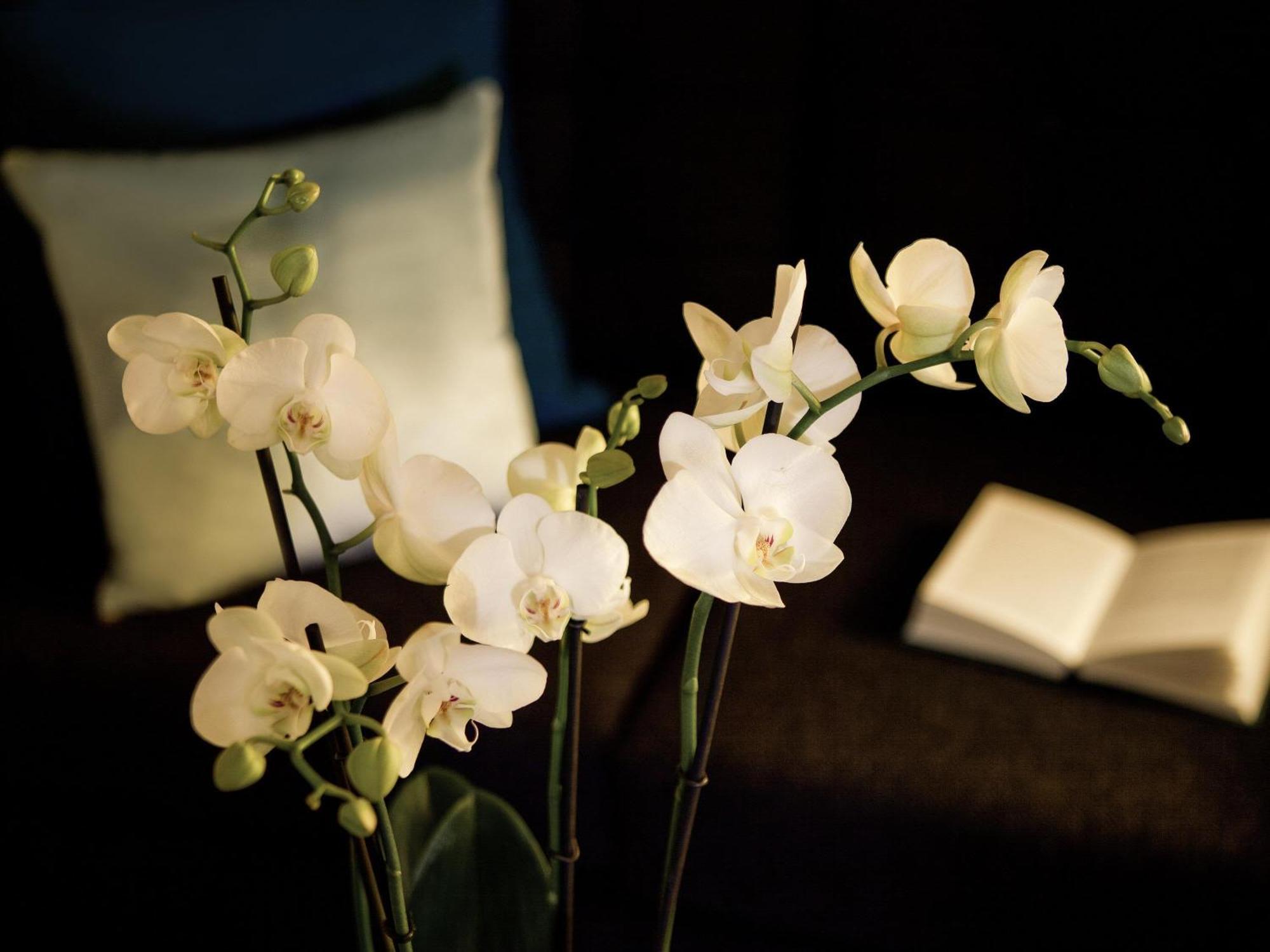 Accessible Room with Two Single Beds,1716968817:JPEG